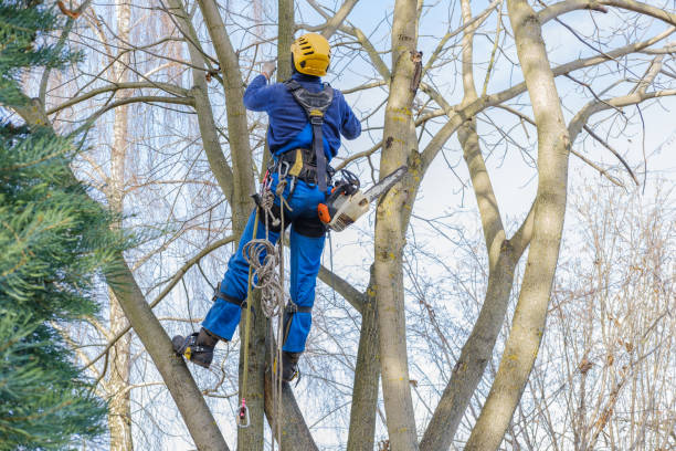 Best Stump Grinding and Removal  in Mccormick, SC
