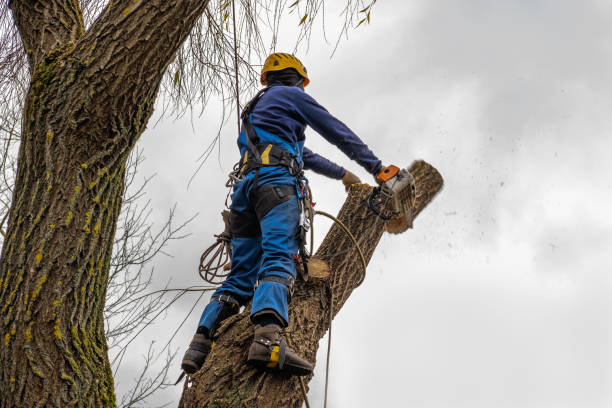 Best Tree Cabling and Bracing  in Mccormick, SC