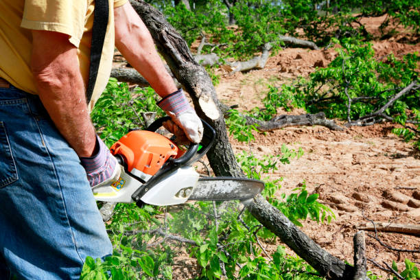 Best Lawn Pest Prevention  in Mccormick, SC